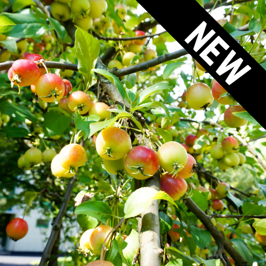 Main Attraction™ Crabapple