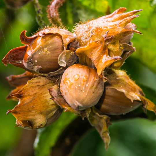 American Hazelnut