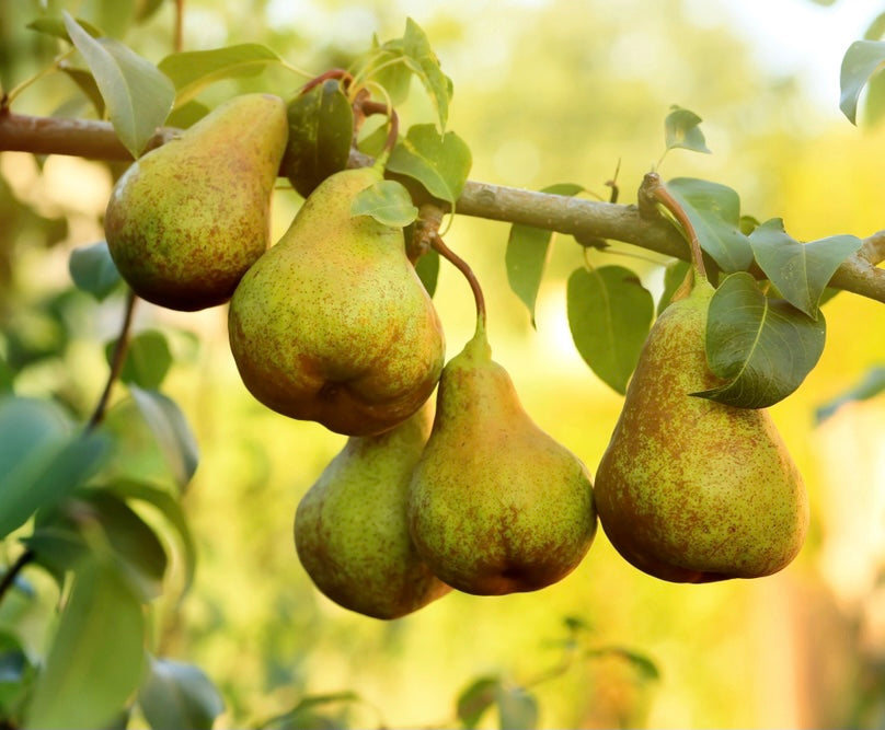 Whitetail Hill Deer Pear™