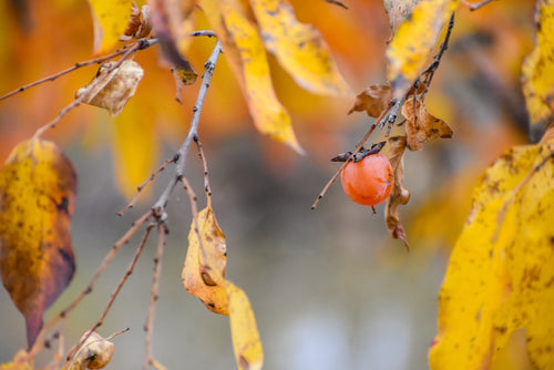 American Persimmon