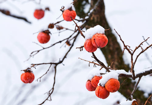 Late Drop American Persimmon