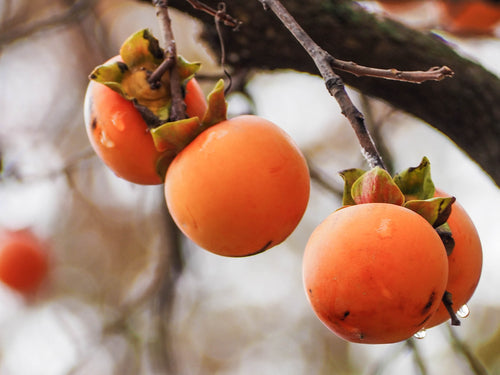 American Persimmon